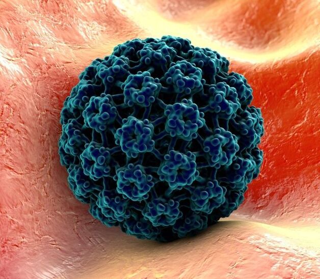 Qo'llarda siğillarni keltirib chiqaradigan HPV ning 3D modeli